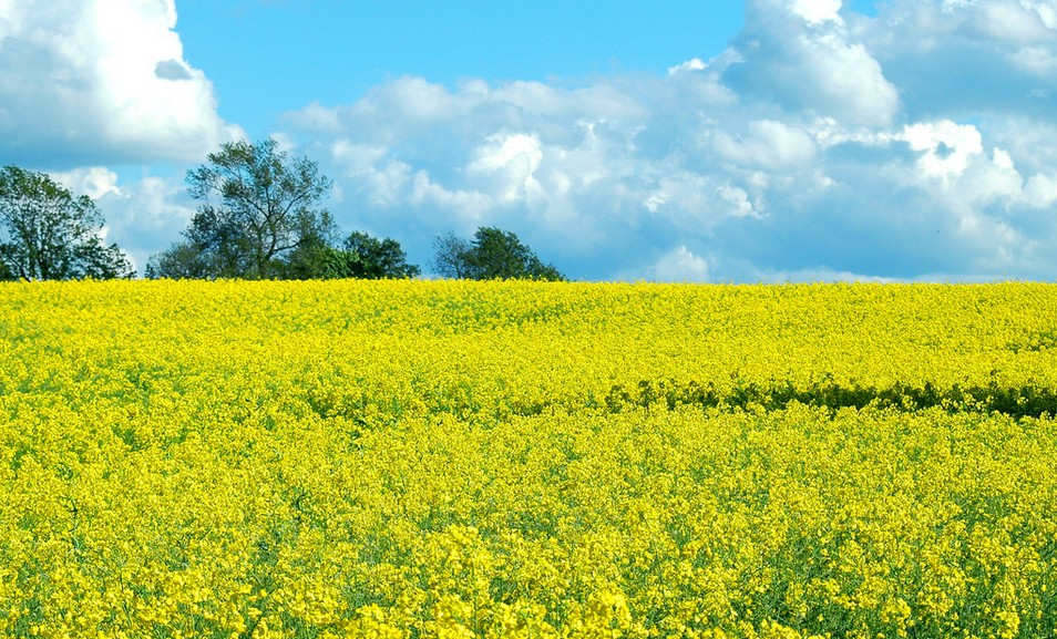 細(xì)砂回收機(jī)與油菜花